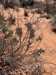 Eriogonum leptocladon ramosissimum