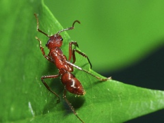 Ectatomma tuberculatum