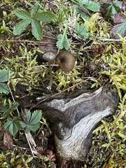 Entoloma