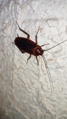 Periplaneta americana