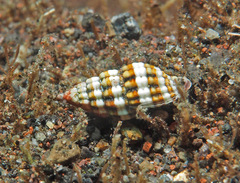 Vexillum discolorium