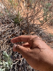 Eriogonum leptocladon ramosissimum