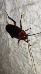 Periplaneta americana