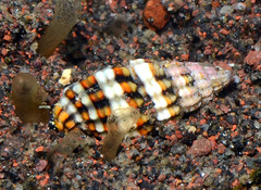 Vexillum discolorium