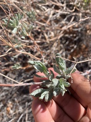 Eriogonum leptocladon ramosissimum
