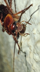Periplaneta americana