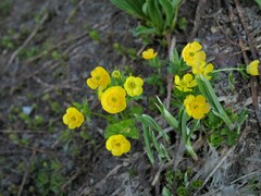 Ranunculus eschscholtzii