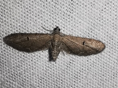 Eupithecia pauxillaria