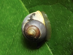 Helicina orbiculata