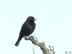 Molothrus rufoaxillaris