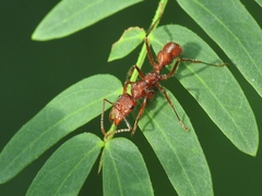 Ectatomma tuberculatum