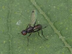 Sepsidae