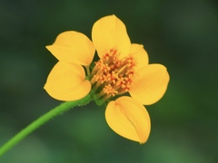 Sclerocarpus uniserialis