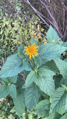Heliopsis helianthoides