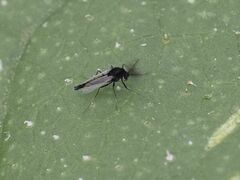 Chironomoidea