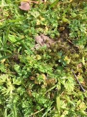 Alchemilla australis