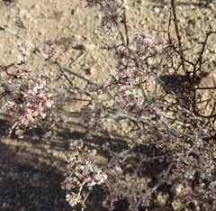 Eriogonum plumatella