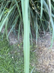 Cymbopogon