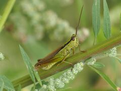 Mecostethus parapleurus