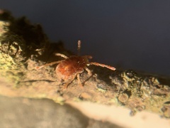Trombidiformes