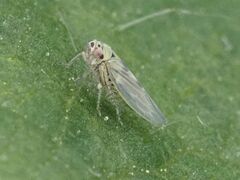 Macrosteles
