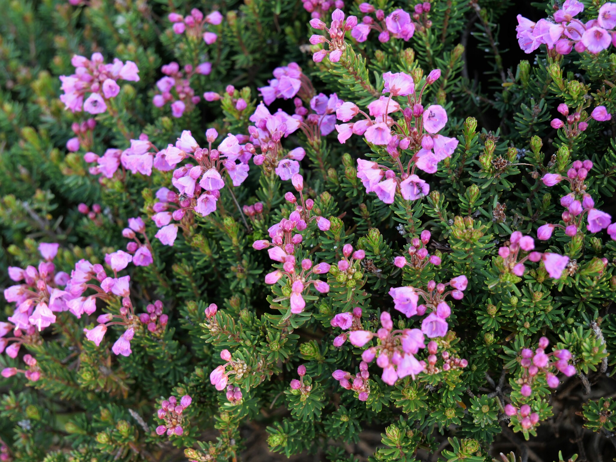 Phyllodoce empetriformis