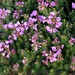 Pink Mountainheath - Photo (c) Chris Close, some rights reserved (CC BY-NC), uploaded by Chris Close