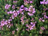 Pink Mountainheath - Photo (c) Chris Close, some rights reserved (CC BY-NC), uploaded by Chris Close