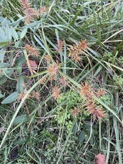 Cyperus erythrorhizos
