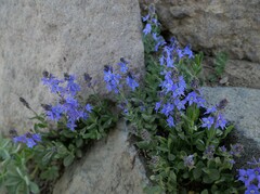 Veronica cusickii