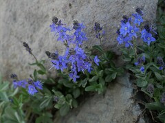 Veronica cusickii