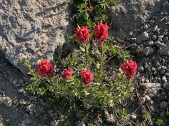 Castilleja parviflora