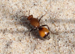 Dasymutilla bioculata