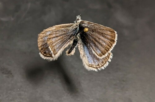 iNaturalist observation photo of Boisduval's Blue