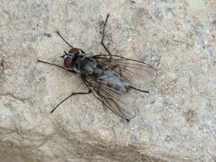 Limnophora maculosa