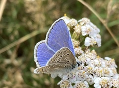 Polyommatus icarus