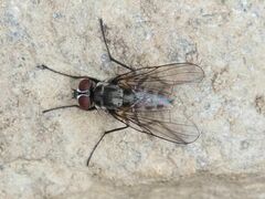 Limnophora maculosa