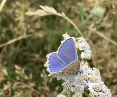 Polyommatus icarus