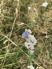 Polyommatus icarus