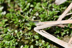 Argia fumipennis