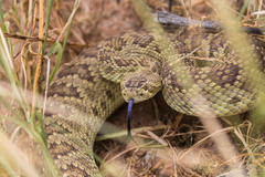 Crotalus scutulatus