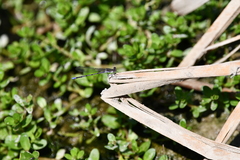 Argia fumipennis