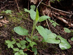 Stachys chamissonis