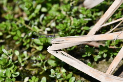 Argia fumipennis
