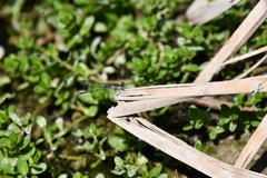 Argia fumipennis