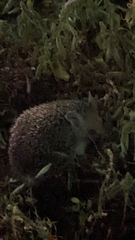 Hemiechinus auritus
