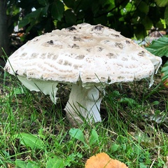 Amanita strobiliformis