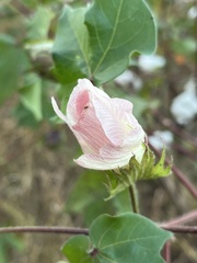 Gossypium