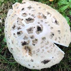 Amanita strobiliformis