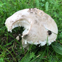 Amanita strobiliformis